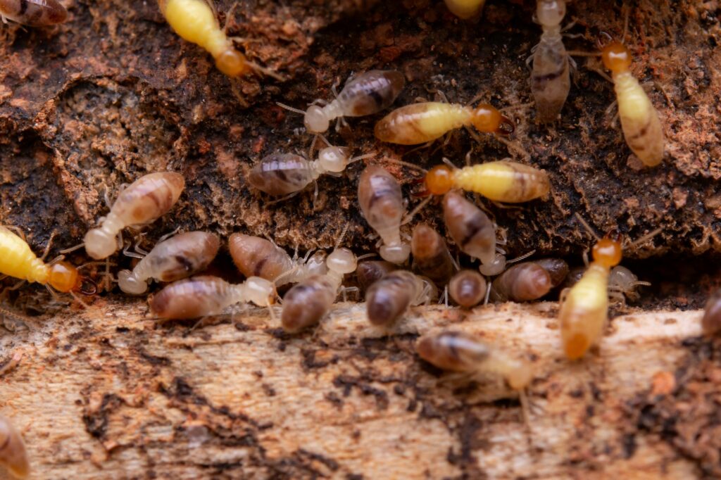 Termites eat wooden planks. Damage of a wooden house from termites